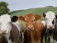 Byk, Swiss cattle — zdjęcie 5