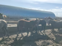 Caballo, Horse breed — foto 3