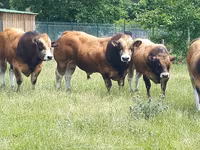 Toro, Partenaise cattle — foto 1