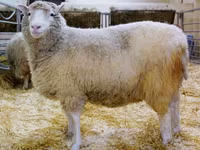 母羊, Sheep — 照片 3
