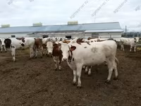 ثور, Yaroslavl cattle — الصورة 7