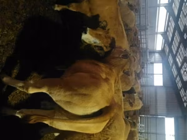 母牛, Aubrac cattle