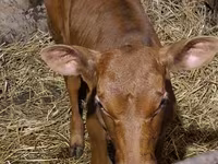 Byk, Simmental cattle — zdjęcie 7