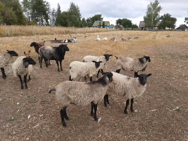 Owca, Romanov sheep