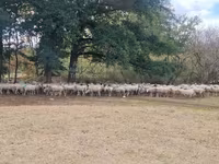 Oveja, Baerchuke sheep — foto 1