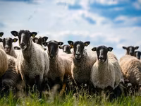 Ram, Hissar sheep — photo 1