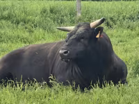 Krowa, Wagyu — zdjęcie 4