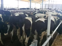 Vaca, Russian Black pied cattle — foto 1