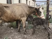 Krowa, Simmental cattle — zdjęcie 2