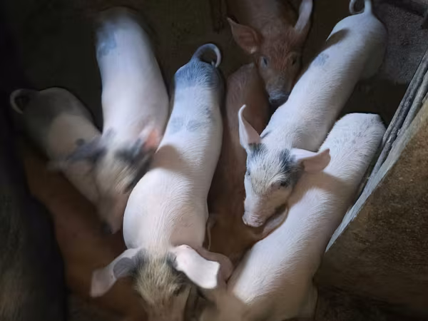 Eber, Schweine