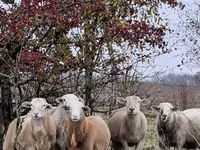 Baran, Katum sheep — zdjęcie 7
