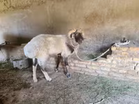Carnero, Rhon sheep — foto 4