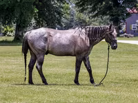 Koń, Quarter Horse — zdjęcie 3