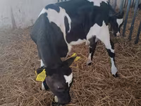 Cow, Holstein breed — photo 4
