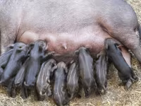 Boar, Pigs — photo 6