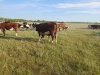 Krowa, Latvian Blue cattle — zdjęcie 2