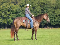 Hengst, Quarter Horse — Foto 2