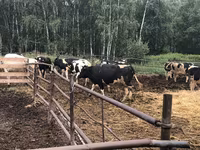 Kuh, Holstein-Rasse — Foto 2