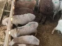 Sheep, Sheep — photo 5