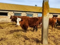 Bull, Cattle — photo 2