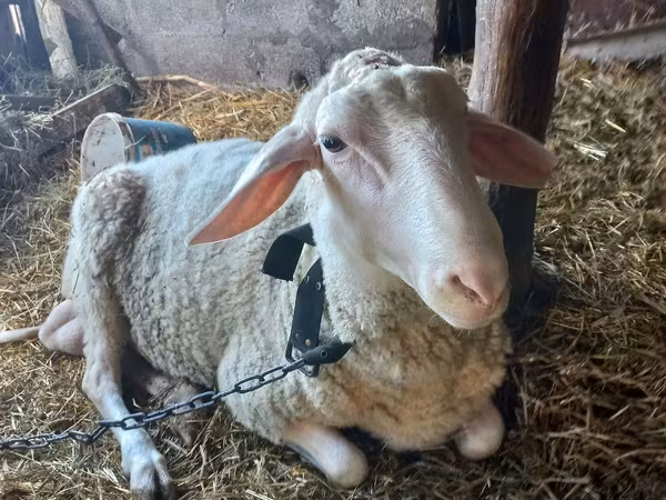 मेढ़ा, Awassi sheep