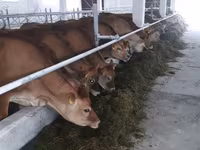 Krowa, Russian Black pied cattle — zdjęcie 7