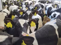 公牛, Cattle — 照片 2