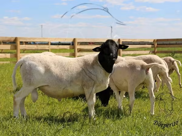 Baran, Dorper sheep