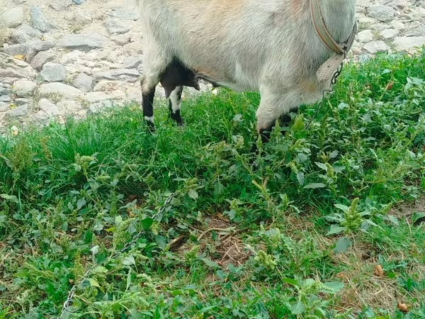 Коза, Козлы