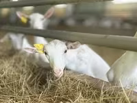 Koza, Saanen goat — zdjęcie 6