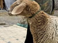 Sheep, Arashan sheep — photo 8