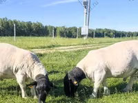 Ram, Baerchuke sheep — photo 5