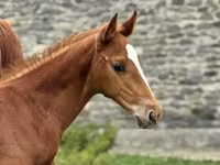 Hengst, Anglo-Arabian — Foto 1