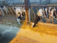 ثور, Yaroslavl cattle — الصورة 1