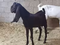 Goat, Kamori goats — photo 5