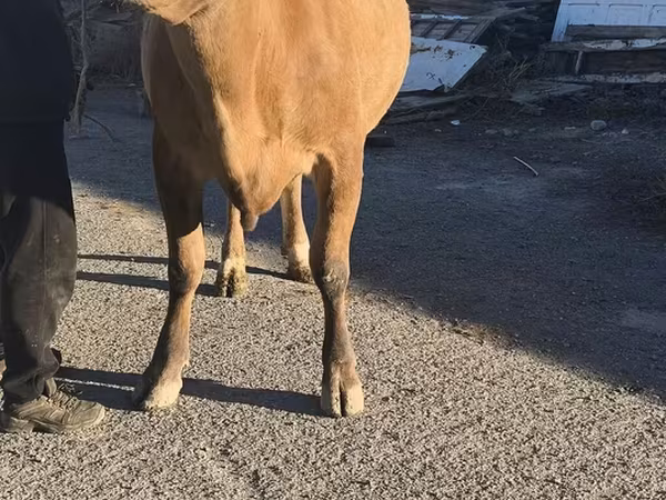 Cow, Simmental cattle
