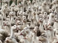 Amerykański Pekin — zdjęcie 3