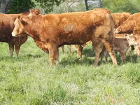 Krowa, Krowa limuzyńska — zdjęcie 4