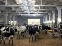 Vaca, Raza Holstein — foto 4