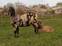 Kozioł, Nubian Goat — zdjęcie 4
