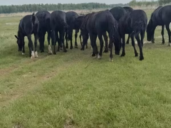Конь, Лошади — Россия