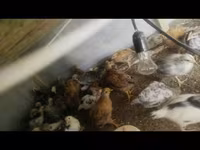 Chickens — zdjęcie 1