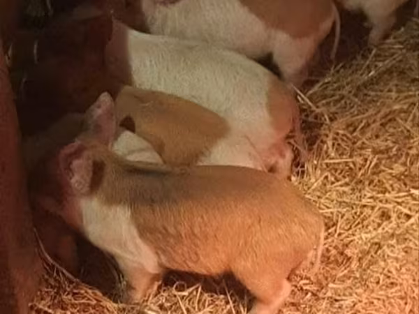 母猪, Pigs