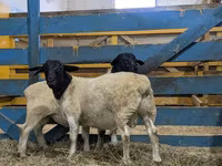 Ram, Baerchuke sheep — photo 7