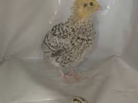Quails — zdjęcie 6