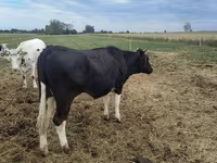 Vaca, Raza Holstein — foto 6