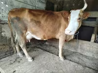 Vaca, Ganado vacuno — foto 8