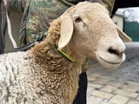 Sheep, Arashan sheep — photo 4