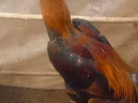 Chickens — Foto 4