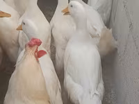 Domestic Muscovy — photo 3
